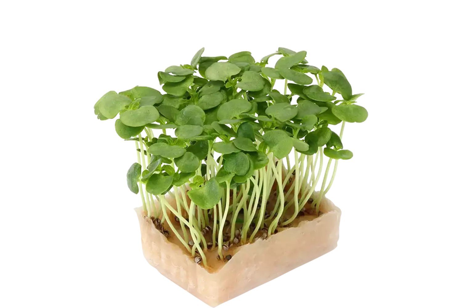 Shiso green cress single kist 18 stuks